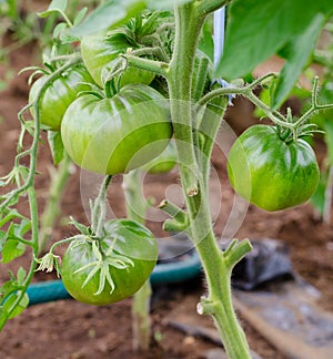 Green unripe tomato plants in greenhouse