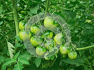 Green unripe tomato plants growing in greenhouse