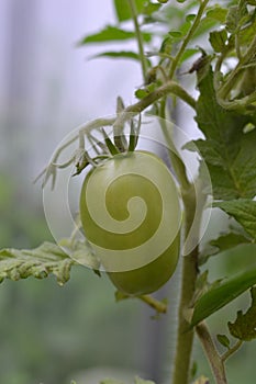 Green unripe tomato`s hanging on a tomato plant in the garden, selective focus