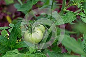 Green unripe tomato spring plant harvest fresh bush close-up background rustic