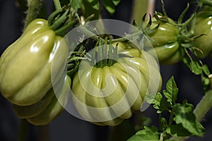 Green and unripe tomatoes (Buehrer Keel)