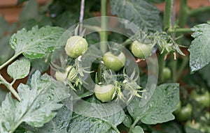 Green unripe tomatoes on the bush close up