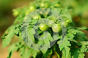 Green unripe tomatoes grow