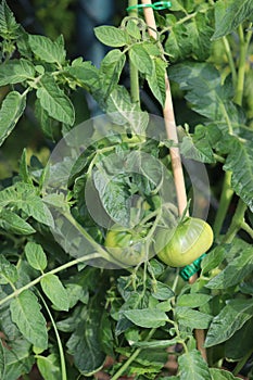 Green unripe tomatoes grow on a bush in the garden. 3-month-old tomato bushes ripen in July in Poland photo