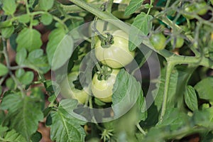 Green unripe tomatoes grow on a bush in the garden. 3-month-old tomato bushes ripen in July in Poland photo