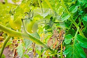 Green unripe tomatoes on a growing bush against the background of withered dry leaves affected by phytophthora