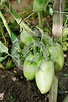 green unripe tomatoes growing in the greenhouse. lycopene sourse. farmer's local vegetables for weekent market. home