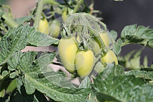 Green unripe tomatoes growing on plant in vegetable garden