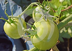 Green unripe tomatoes on the vine