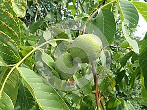 Green unripe wallnuts on a tree branch