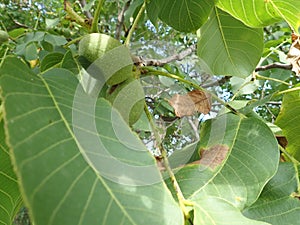 Green unripe wallnuts on a tree branch