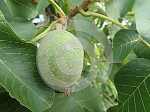 Green unripe wallnuts on a tree branch