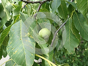 Green unripe wallnuts on a tree branch