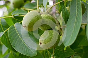 Green unripe walnut growing on tree branch