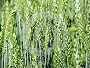 Green unripe wheat ears close-up.