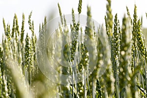 green unripe wheat in the field