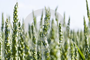 green unripe wheat in the field