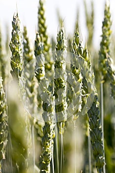 green unripe wheat in the field