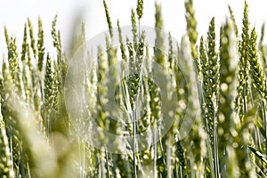 green unripe wheat in the field