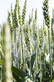 green unripe wheat in the field