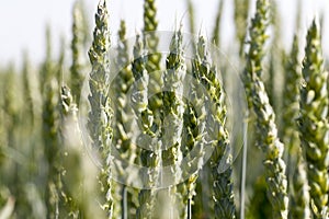 green unripe wheat in the field