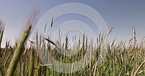 green unripe wheat in sunny weather