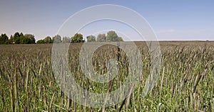 green unripe wheat in sunny weather