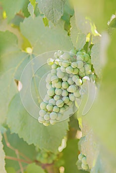 Green unripe wine grapes ripening on grapevine close-up