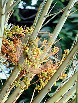 Green Unriped Dates on the Tree