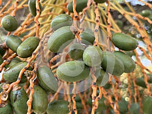Green Unriped Dates on the Tree