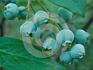 Green unripening Blueberries on the Bush. Healthy food and antioxidant, blueberry berries unripening on plant in summer close up