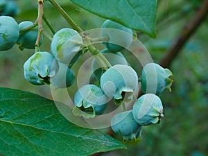 Green unripening Blueberries on the Bush. Healthy food and antioxidant, blueberry berries unripening on plant in summer close up