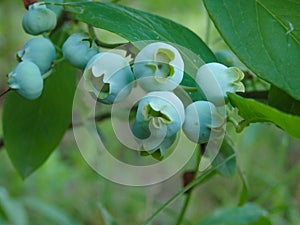 Green unripening Blueberries on the Bush. Healthy food and antioxidant, blueberry berries unripening on plant in summer close up