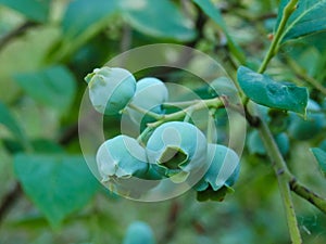 Green unripening Blueberries on the Bush. Healthy food and antioxidant, blueberry berries unripening on plant in summer close up