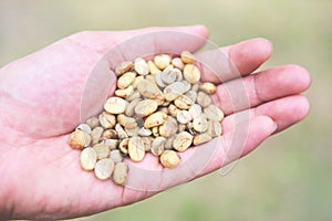 Green unroasted coffee beans on hand - raw coffee beans