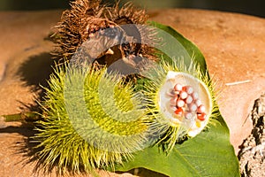 Green Urucum Seeds