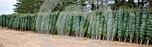 Green Valley Christmas Tree farm getting ready to send out Christmas trees from Mosinee, Wisconsin, USA on 11/01/2019