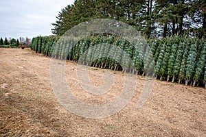 Green Valley Christmas Tree farm getting ready to send out Christmas trees from Mosinee, Wisconsin, USA on 11/01/2019