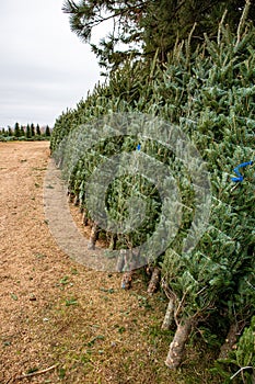 Green Valley Christmas Tree farm getting ready to send out Christmas trees from Mosinee, Wisconsin, USA on 11/01/2019