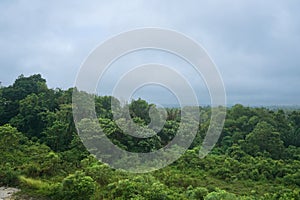 a green valley filled with tall, lush trees and bushes