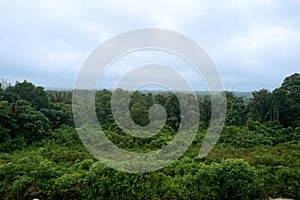 a green valley filled with tall, lush trees and bushes