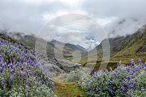 Green valley with purple lupin blooming in the mist, Choquequirao trek between Yanama and Totora, Peru