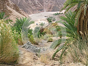 Green valley on Sinai.