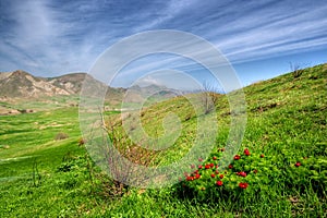 Green valley with wild flowers