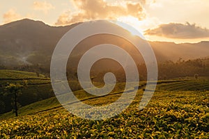 Green valleys of mountain tea plantations at sunset in Munnar