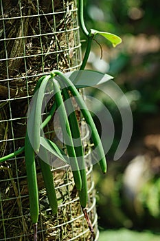 Green vanilla plants