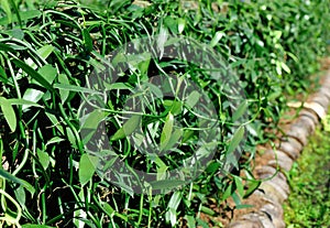 Green vanilla plants