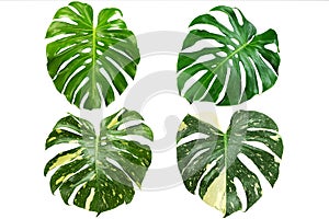 Green and variegated Monstera leaves on white background with clipping path