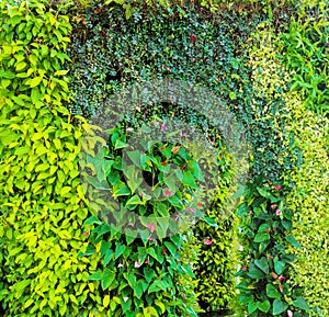 Green various creeper fern and lush plant on wall.