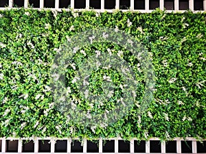 Green various creeper fern and lush plant on wall background. Nature and environment concept.